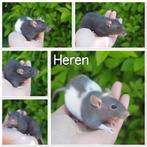 Leuke rittens zoeken nieuw personeel, Dieren en Toebehoren, Knaagdieren, Meerdere dieren, Rat, Na 1 juli 2024, Tam