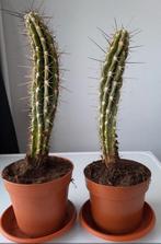 Cactus kamerplant, Ophalen, Cactus, Volle zon, Minder dan 100 cm