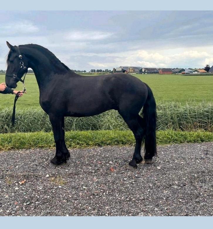 Prachtig en talentvolle 4-jarige ruin, Dieren en Toebehoren, Paarden, Ruin, Zadelmak, 160 tot 165 cm, 3 tot 6 jaar, Dressuurpaard