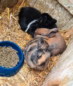 Schattige jonge konijntjes, Dieren en Toebehoren, Konijnen, Klein, Meerdere dieren, 0 tot 2 jaar