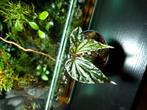 Begonia sp., Ophalen of Verzenden, Halfschaduw, Minder dan 100 cm