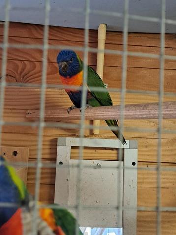 Jong Lorri vd Blauwe Bergen beschikbaar voor biedingen
