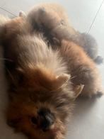 Mooi teefje Kleinkeesje, Dieren en Toebehoren, Honden | Poolhonden, Keeshonden en Oertypen, CDV (hondenziekte), Keeshond, 8 tot 15 weken