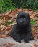 Oudduitse Herder pups, Dieren en Toebehoren, Nederland, CDV (hondenziekte), 8 tot 15 weken, Meerdere
