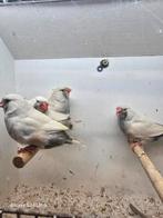 Te koop mannen charcoal masker rodeogen van 2024, Dieren en Toebehoren, Vogels | Overige Vogels, Mannelijk