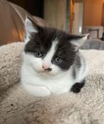 Maine Coon / Brits Korthaar, Dieren en Toebehoren, Katten en Kittens | Raskatten | Korthaar, Poes, Gechipt