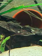 Ancistrus, Vis, Zoetwatervis