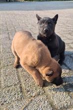 Hollandse herder pups, Parvo, 8 tot 15 weken, Meerdere, Meerdere dieren