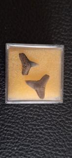 Fossiele haaientanden Negaprion Calvert USA, Ophalen of Verzenden, Fossiel