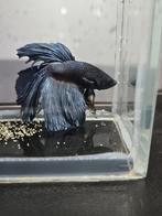 Betta splends halfmoon, Vis, Zoetwatervis