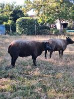 Dekrammen. Blauwe texelaar, Dieren en Toebehoren, Schapen, Geiten en Varkens, Mannelijk, Schaap