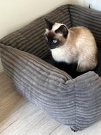 Lieve siamese poes, Dieren en Toebehoren, Katten en Kittens | Raskatten | Korthaar, Poes, Ontwormd