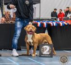 American Bully XL Dekreu, Rabiës (hondsdolheid), Reu, 1 tot 2 jaar, Eén hond