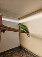 Jong 1-0 goudvoorhoofd  2023   75 euro, Dieren en Toebehoren, Vogels | Parkieten en Papegaaien, Mannelijk, Parkiet, Tam