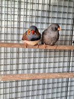 Koppels zebravinken charcoal., Meerdere dieren