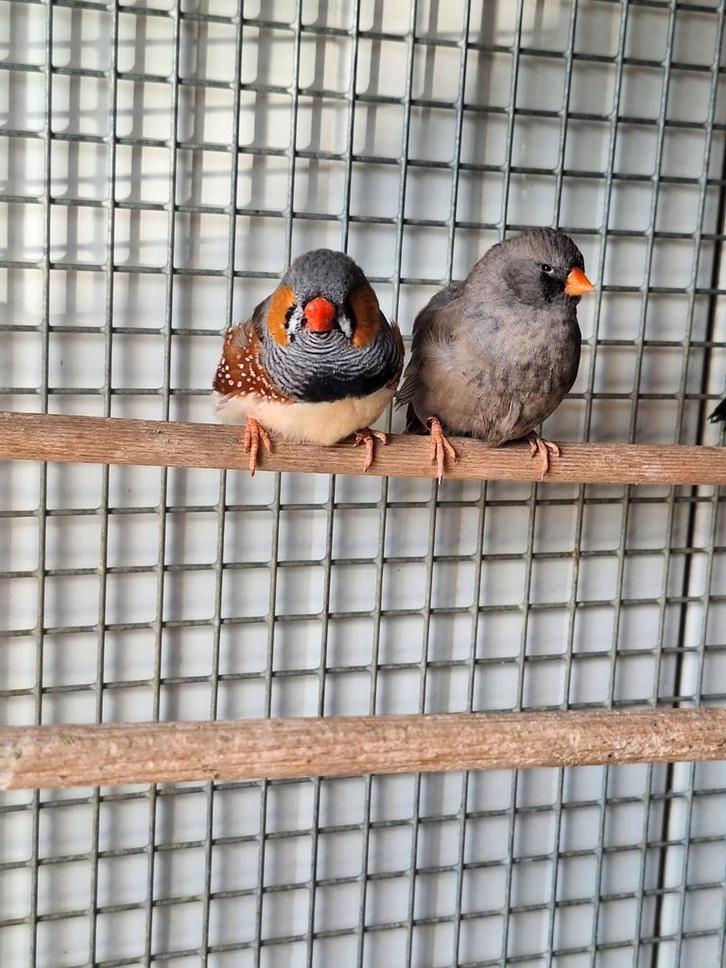 Koppels zebravinken charcoal., Dieren en Toebehoren, Vogels | Overige Vogels, Meerdere dieren