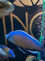 te koop F1 Copadichromis borleyi red kadango man, Dieren en Toebehoren, Vissen | Aquariumvissen, Vis