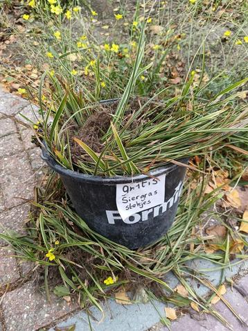 Gratis Siergras Stekjes - Winterhard beschikbaar voor biedingen