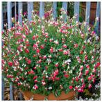 Salvia microphylla, Hotlips, Overige soorten, Vaste plant, Ophalen of Verzenden, Halfschaduw
