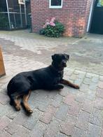 Goed tehuis gezocht rottweiler teef, Dieren en Toebehoren, Overige rassen, Teef, Eén hond, 3 tot 5 jaar