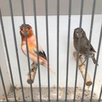 Kanaries zie foto’s div kleuren, Dieren en Toebehoren, Vogels | Kanaries, Meerdere dieren, Kleurkanarie
