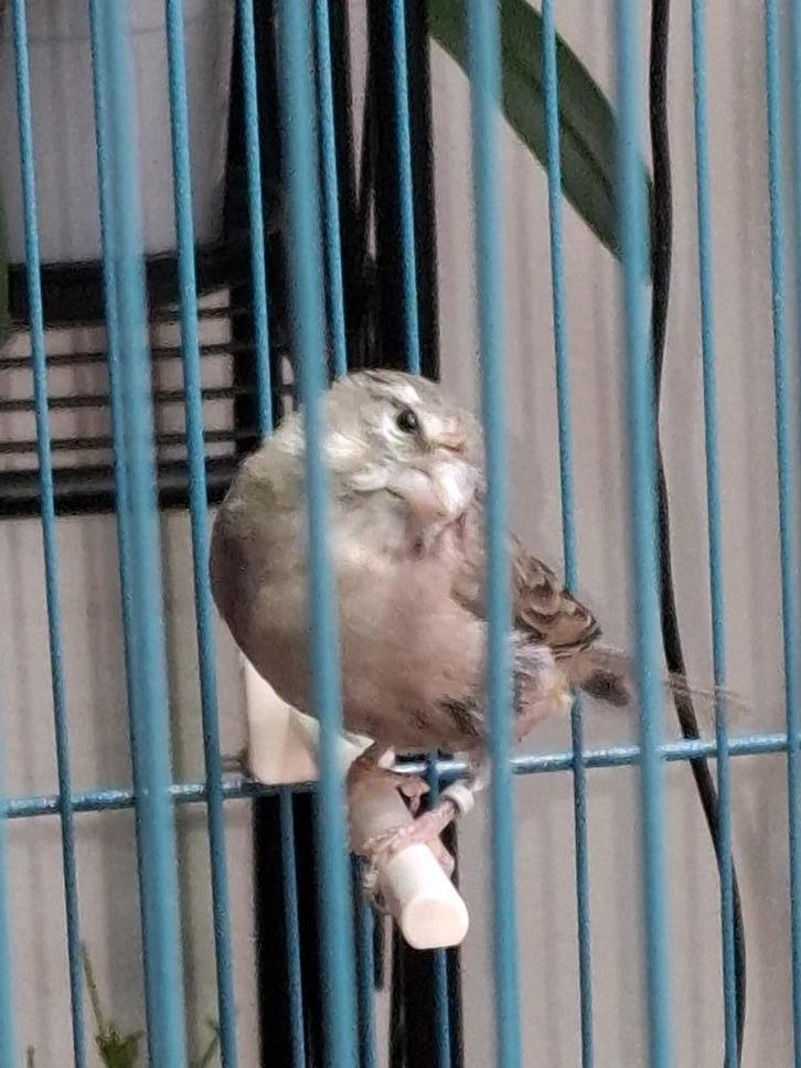 witkeel edelzanger man, Dieren en Toebehoren, Vogels | Overige Vogels, Tropenvogel, Mannelijk