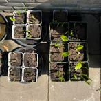 Hosta’s! 23 stuks te koop, verschillende potmaten, Ophalen of Verzenden, Zomer, Overige soorten, Halfschaduw