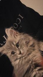 British longhair, Poes