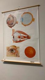 Te koop: schoolplaat oog anatomie, Ophalen, Natuur en Biologie