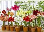 Amaryllis bloembollen ruilen, Ophalen, Halfschaduw, Minder dan 100 cm