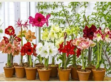 Amaryllis bloembollen ruilen beschikbaar voor biedingen