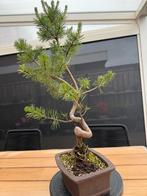 Pinus sylvestris pre bonsai, Tuin en Terras, Planten | Bomen, Ophalen of Verzenden, Overige soorten, Minder dan 100 cm