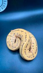 Koningspython Leopard Pastel Pinstripe Desert Ghost Man, Slang, 0 tot 2 jaar