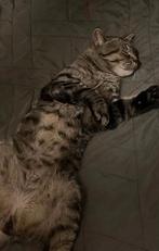 2 cyperse katers (broertjes) 1.5 jaar oud, Dieren en Toebehoren, Katten en Kittens | Raskatten | Korthaar, Kater