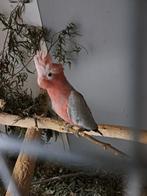 Rose kaketoe jongen, Dieren en Toebehoren, Vogels | Parkieten en Papegaaien, Meerdere dieren, Parkiet, Geringd