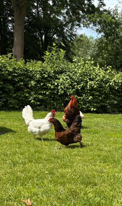 Legkippen verschillende kleuren en soorten, Dieren en Toebehoren, Pluimvee, Kip, Vrouwelijk