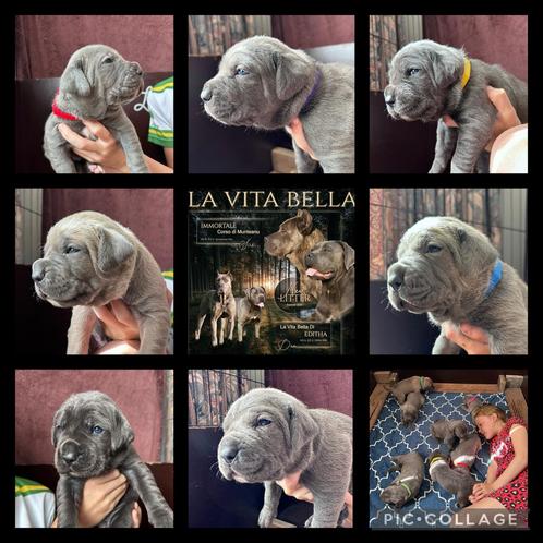Cane corso pups met stamboom, Dieren en Toebehoren, Honden | Bulldogs, Pinschers en Molossers, Meerdere dieren, Overige rassen