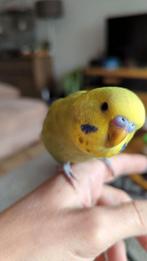 Handtamme grasparkiet, Dieren en Toebehoren, Vogels | Parkieten en Papegaaien, Mannelijk, Parkiet, Tam