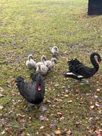 Zwarte zwanen, Dieren en Toebehoren, Pluimvee, Gans of Zwaan