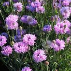 Centaurea mauve ball plantjes te koop 10 voor €7, Tuin en Terras, Planten | Tuinplanten, Ophalen, Volle zon, Groenteplanten, Eenjarig