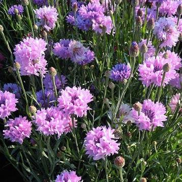 Centaurea mauve ball plantjes te koop beschikbaar voor biedingen