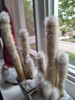 2 cactussen super mooi en super netjes en groeien nog steeds, Huis en Inrichting, Woonaccessoires | Droogbloemen, Ophalen of Verzenden