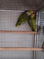 Diverse soorten vogels bij vogelhandel Tuinstra.