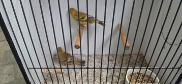 Pastel zwartkop sijs poppen  beschikbaar voor biedingen