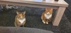 Twee Lieve Binnenkatten Zoeken Een Nieuw Thuis – Milo & Ziva, Dieren en Toebehoren, Meerdere dieren, Kortharig, 6 jaar of ouder