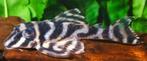 L-Nummers: L270 Hypancistrus sp., Dieren en Toebehoren, Vis, Zoetwatervis