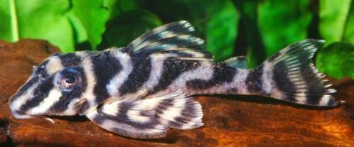 L-Nummers: L270 Hypancistrus sp., Dieren en Toebehoren, Vissen | Aquariumvissen, Zoetwatervis, Vis