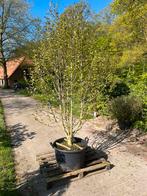 Magnolia Kobus  meerstammig  zeer mooi dik formaat in pot, Tuin en Terras, Planten | Bomen, In pot, Halfschaduw, Lente, Overige soorten