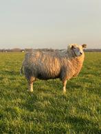 Twee drachtige ooien, Dieren en Toebehoren, Schapen, Geiten en Varkens, Vrouwelijk, Schaap