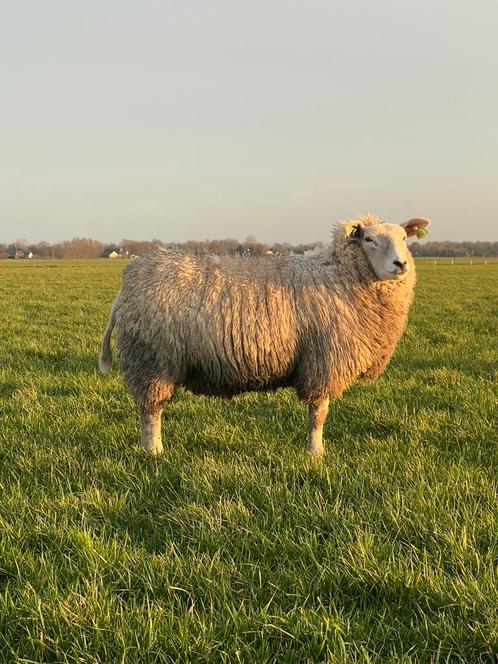 Twee drachtige ooien, Dieren en Toebehoren, Schapen, Geiten en Varkens, Schaap, Vrouwelijk